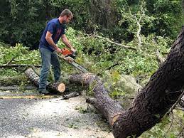 Best Storm Damage Tree Cleanup  in Sumner, IA